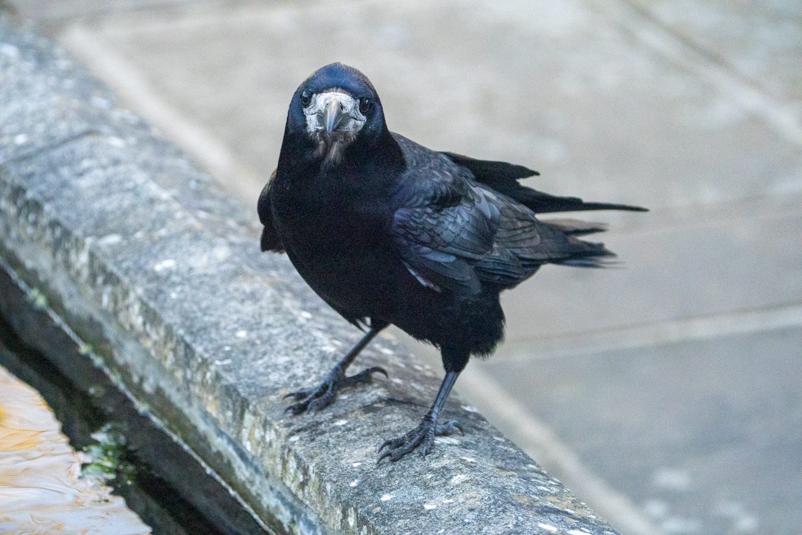 Photography by Chris Allington